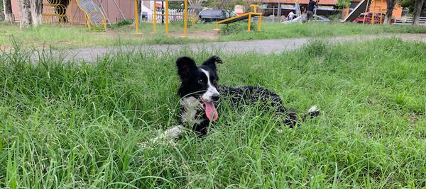 Nina, con la lengua de fuera, acostada en el parque sobre el pasto