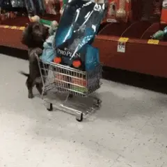 Perro paseando un mini carrito del super
